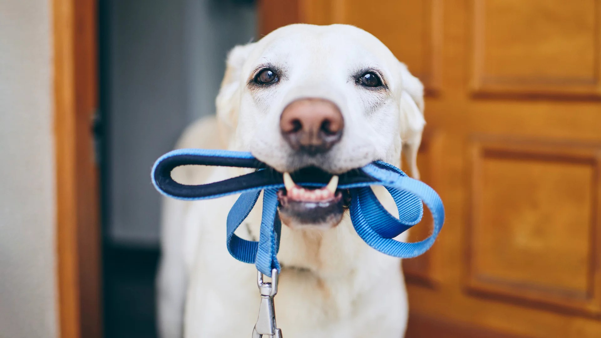 Weißer Hund mit Leine im Maul