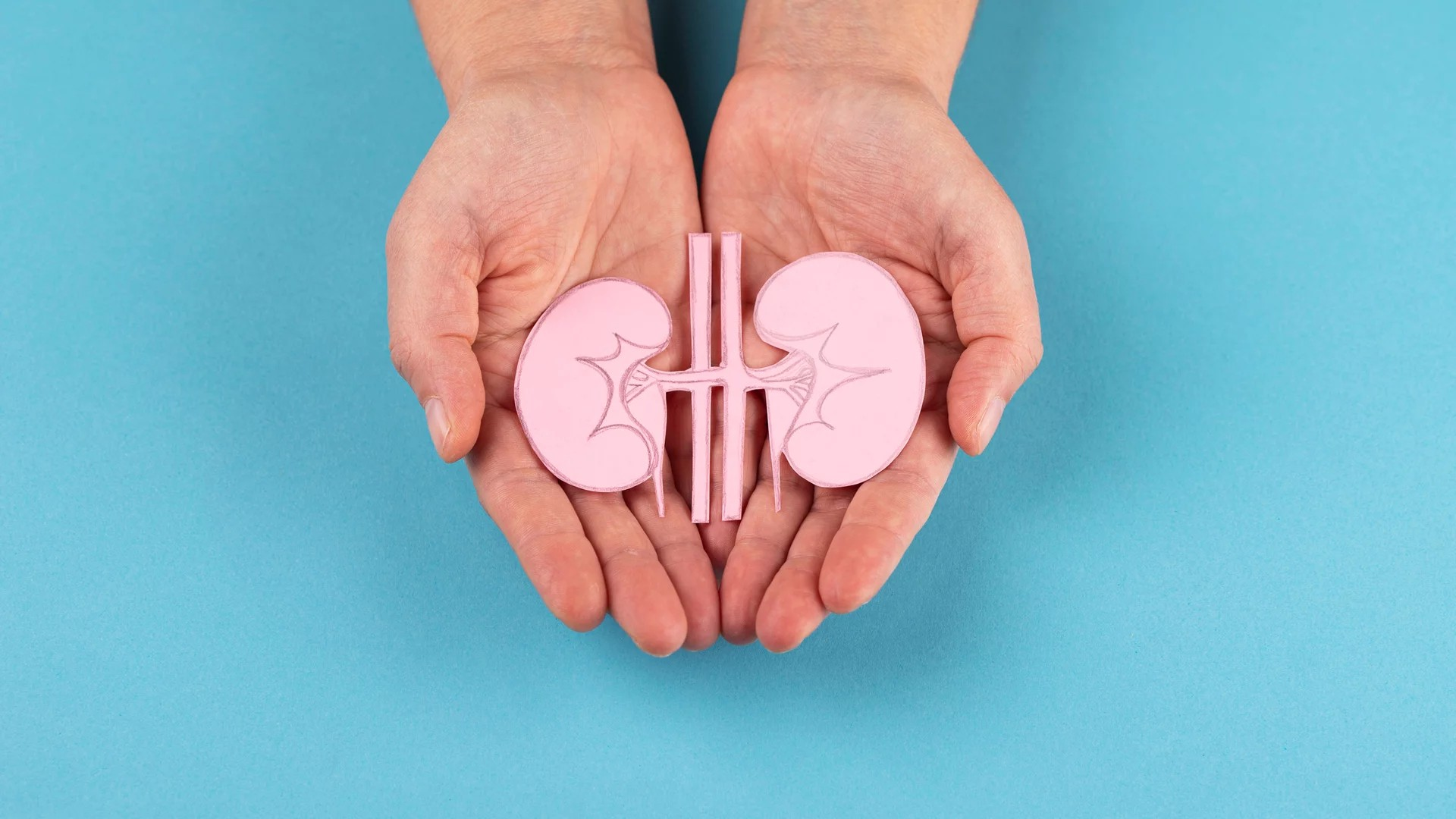 Nach oben geöffnete Hände mit einem kleinen Kunststoffmodell der Nieren.