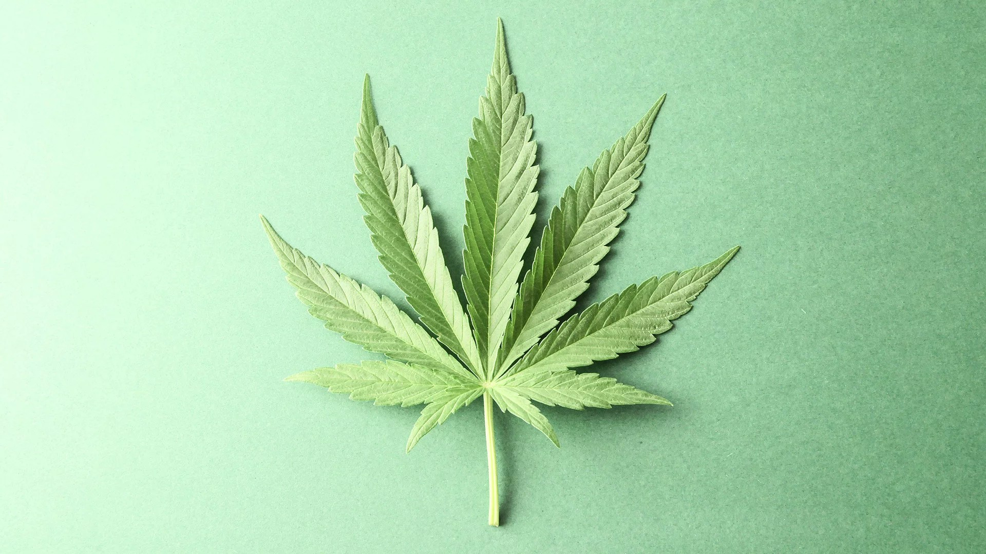 Einzelnes Cannabisblatt