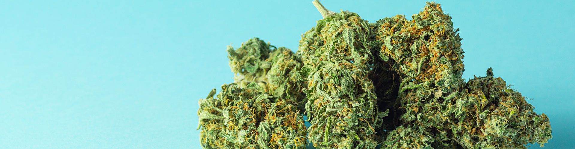 Cannabisblüten